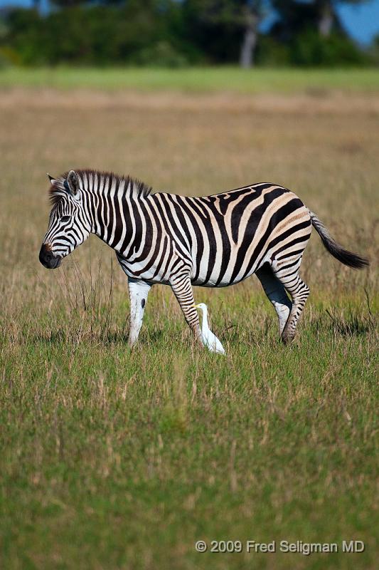 20090613_101703 D300 X1.jpg - Zebras at Okavanga Delta, Botswana